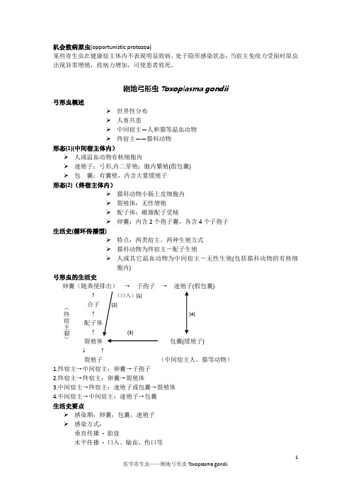 刚地弓形虫Toxoplasma gondii