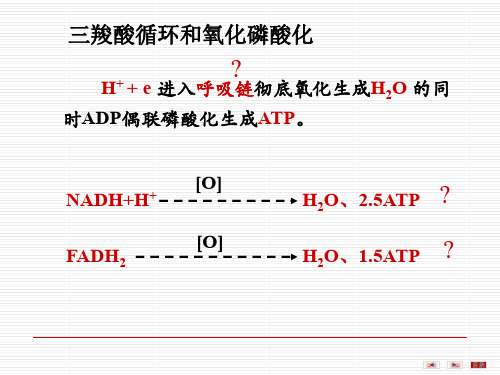 第06章生物氧化--191页PPT