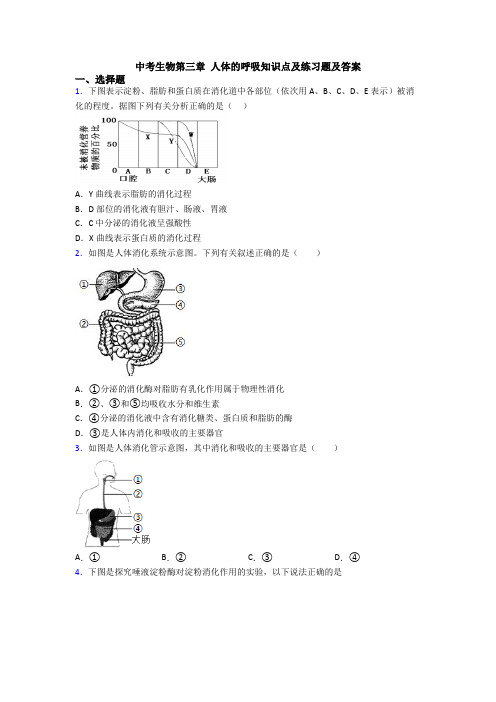 中考生物第三章 人体的呼吸知识点及练习题及答案