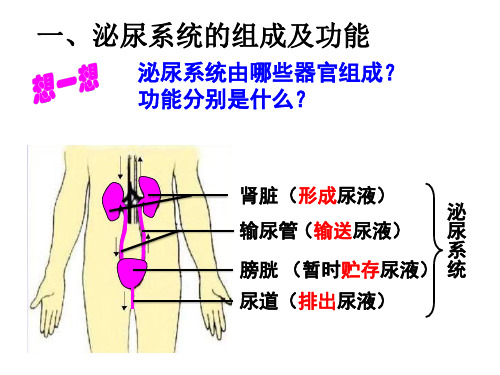 北师大版生物七下11.2《尿的形成和排出》 (共25张PPT)