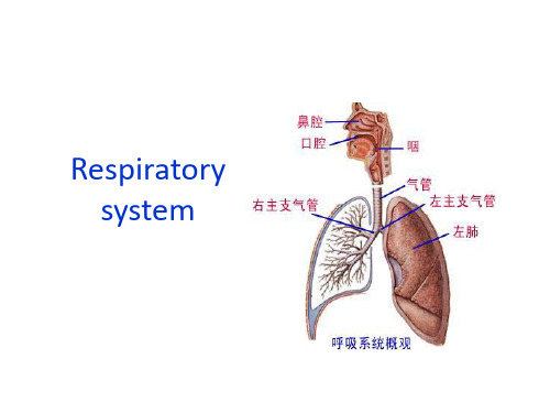 人体解剖学--呼吸系统