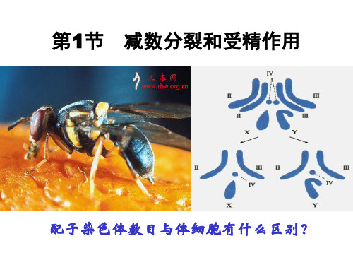 减数分裂和受精作用公开课经典课件教程文件