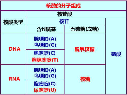 人教版教学课件浙江省温州市龙湾中学高中生物 必修二《DNA的分子结构和特点》课件