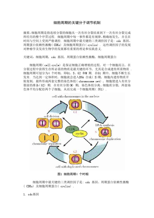 细胞周期的关键分子调节机制论文 (1)