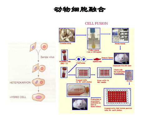 《制药工程设备》PPT课件ppt课件