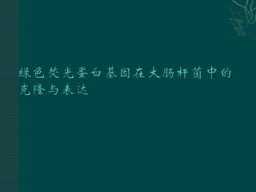 绿色荧光蛋白基因在大肠杆菌中的克隆与表达