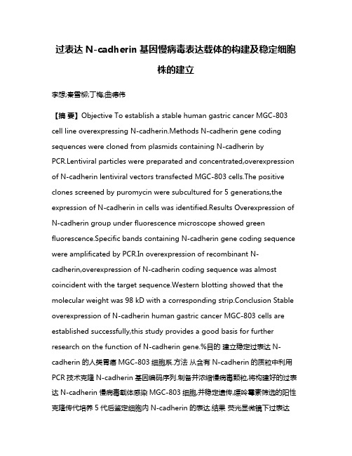 过表达N-cadherin基因慢病毒表达载体的构建及稳定细胞株的建立