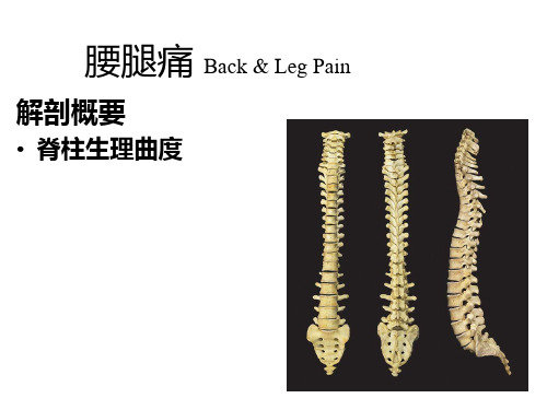 腰腿痛和颈肩痛PPT课件