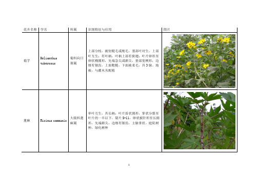 福州市园林绿化常用花卉名录