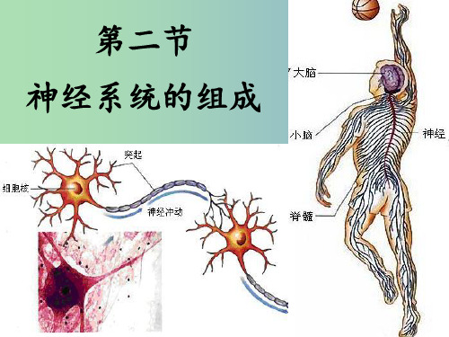 七年级生物下册 第六章 第二节 神经系统的组成课件 新人教版PPT