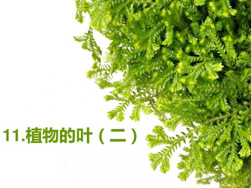 青岛版科学四上《植物的叶(二)》PPT课件2