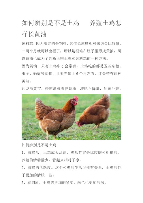 如何辨别是不是土鸡   养殖土鸡怎样长黄油