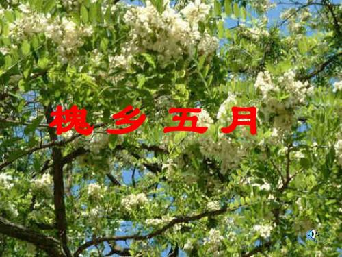 优选教育三年级下册语文课件-21.槐乡五月_苏教版 (共26张PPT).ppt