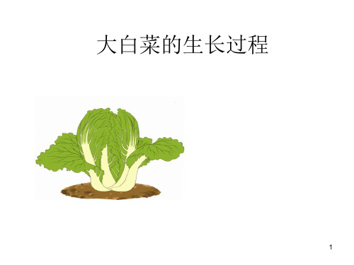 大白菜的生长过程ppt课件