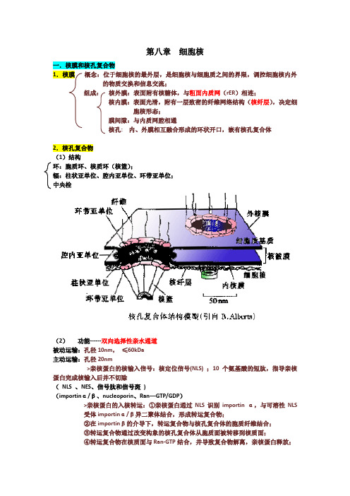 细胞生物学 第八章 细胞核 知识点