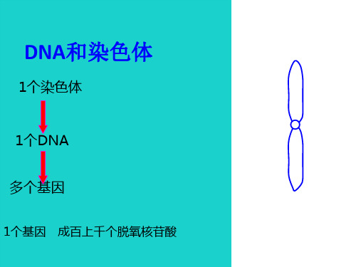 高中生物第二册第6章遗传住处的传递和表达6.3基因工程与转基因生物课件1沪科版