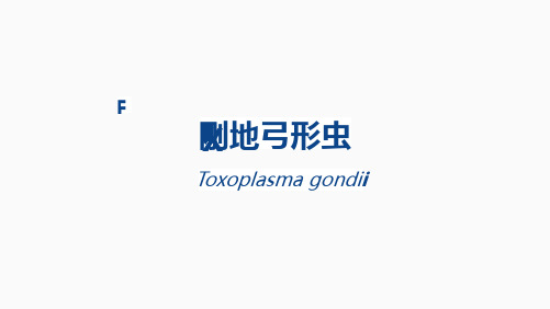 4.2 弓形虫(二)