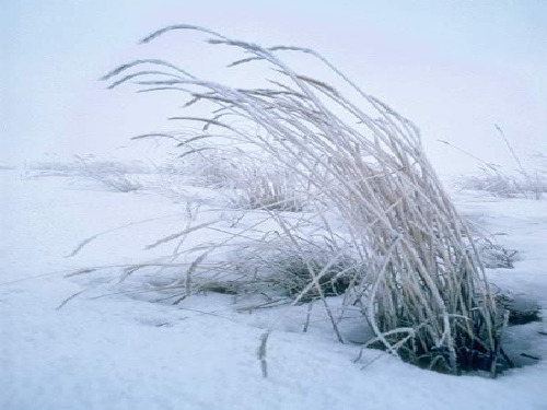 2016北师大版语文一年级上册《雪地里的小画家》ppt课件1