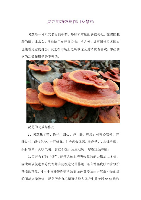 灵芝的功效与作用及禁忌