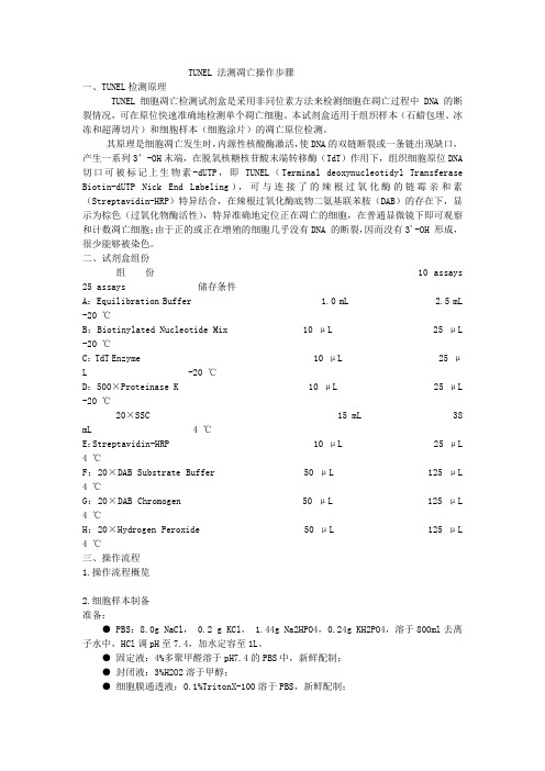 TUNEL 法测凋亡操作步骤