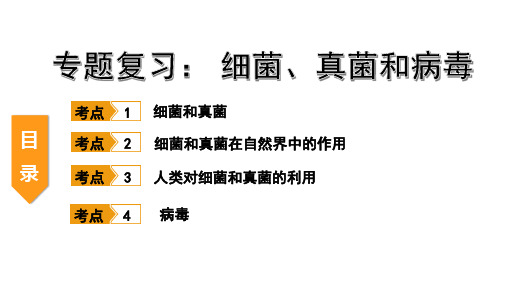 初中生物 专题复习  细菌、真菌和病毒