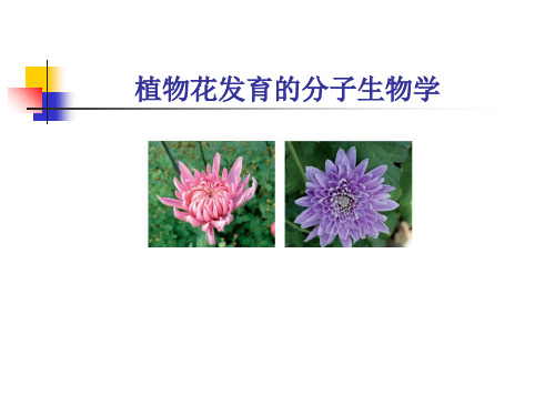 花发育分子生物学ppt课件