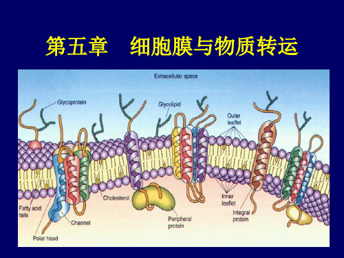 第五章细胞膜与物质转运