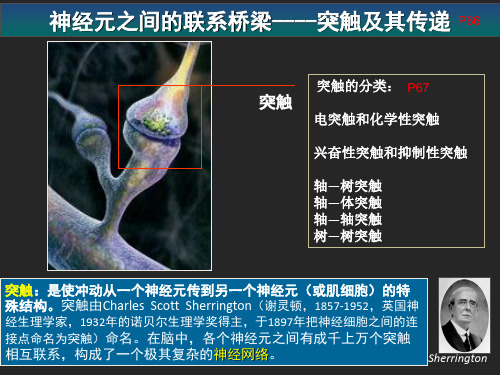 神经元间的功能联系及活动