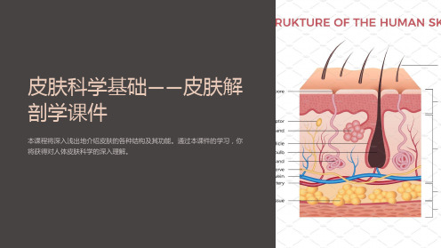 《皮肤科学基础-皮肤解剖学课件》