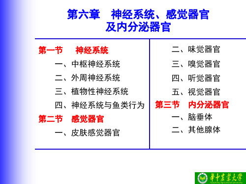 鱼类神经系统、感觉器官及内分泌器官