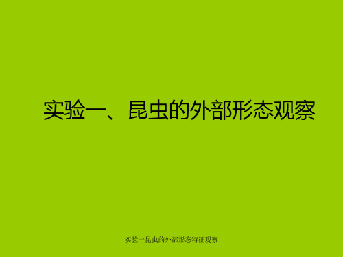 实验一昆虫的外部形态特征观察 ppt课件