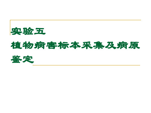 植物病理学实验实验五植物病害标本采集及病原鉴定