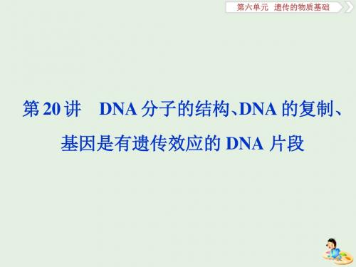 人教2020版高考生物复习第20讲DNA分子的结构DNA的复制基因是有遗传效应的DNA片段课件