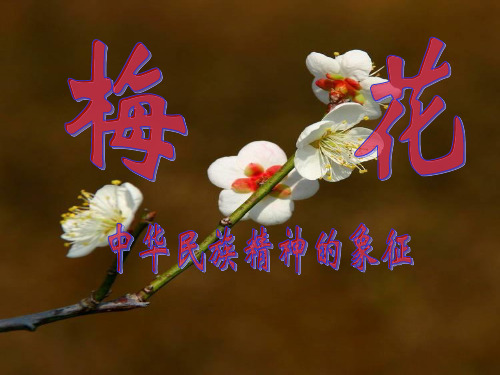 梅花