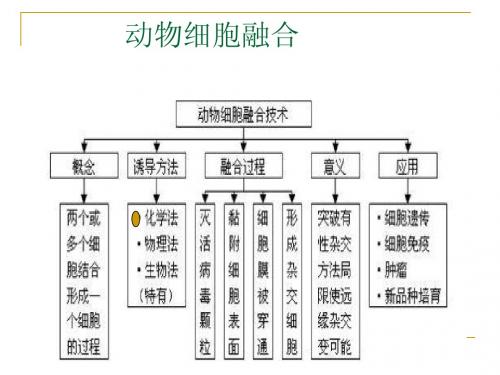 细胞融合