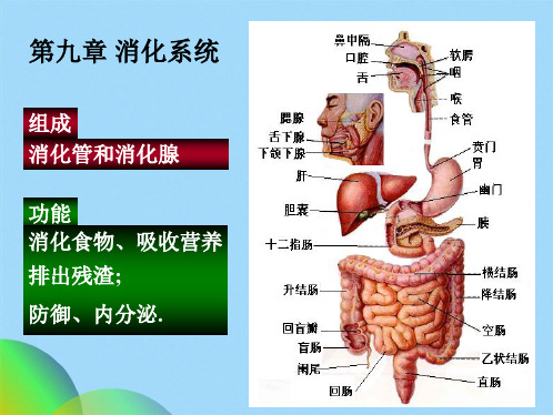 人体构造消化系统(共27张PPT)