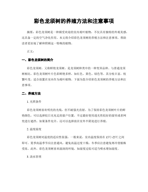 彩色龙须树的养殖方法和注意事项