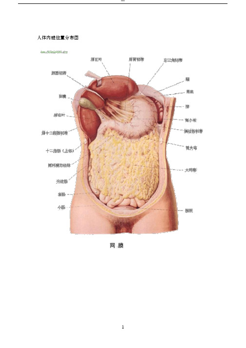 人体内脏器官分布图