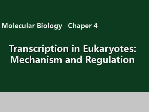 真核生物转录机理与调控汇总讲解