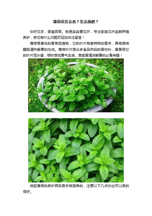 薄荷该怎么养？怎么施肥？