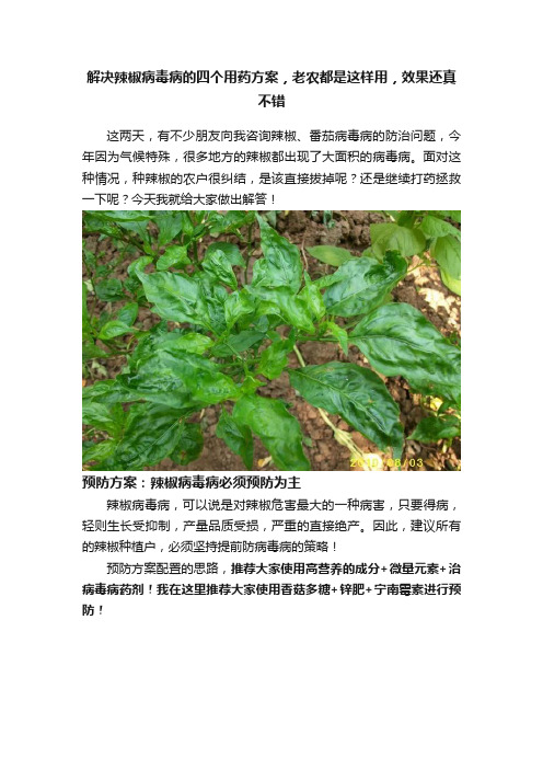 解决辣椒病毒病的四个用药方案，老农都是这样用，效果还真不错