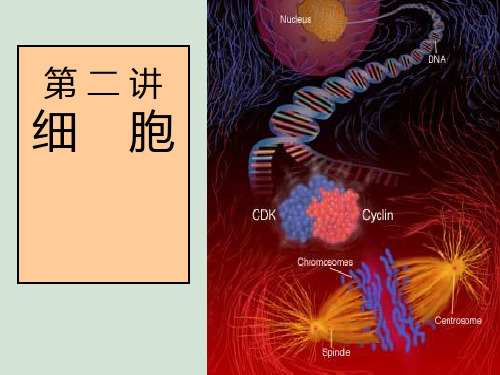 生命科学导论 第二讲 细胞PPT课件