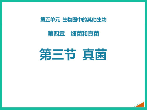 新人教版八年级生物上册《真菌》教学课件