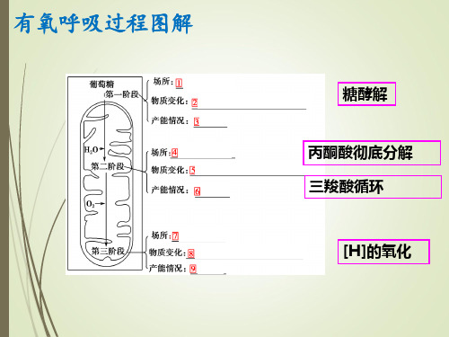 4.4三大营养物质的转变