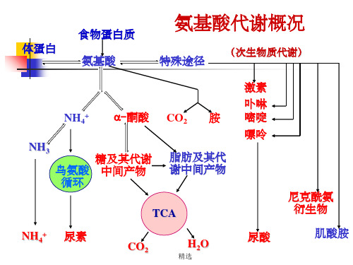 生物化学王镜岩第三版第31章--氨基酸的生物合成PPT课件