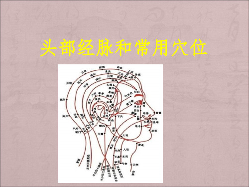 头部常用穴位及经络ppt课件