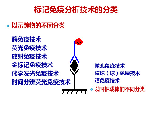发光与金标实验