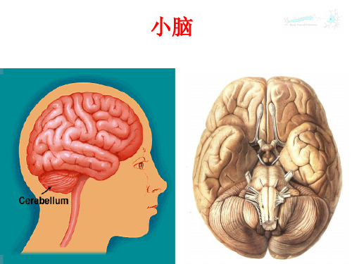 系解课件--小脑 间脑 端脑