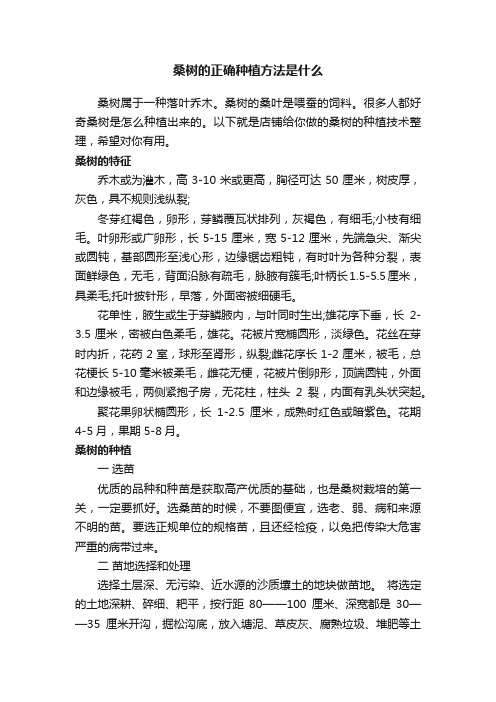 桑树的正确种植方法是什么