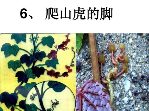 yhx《爬山虎的脚》课件 (1)